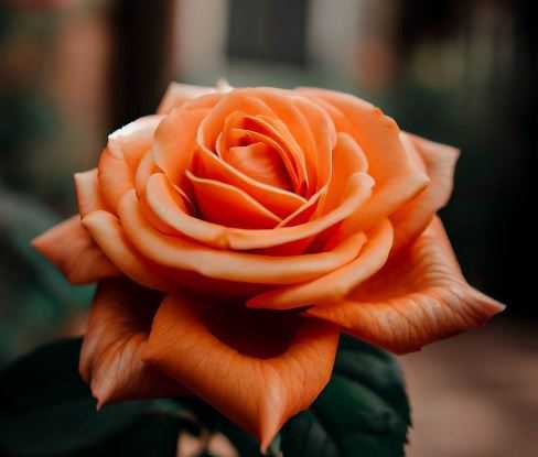 Orange Rose Meaning