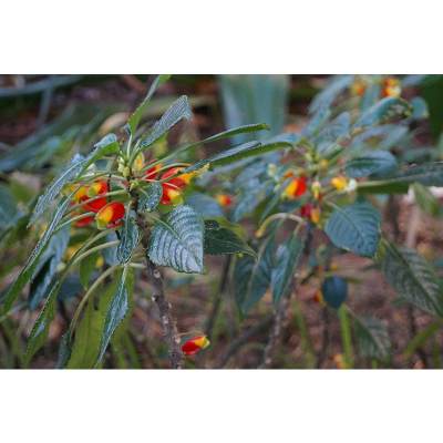 Parrot Plant Leaves Curling