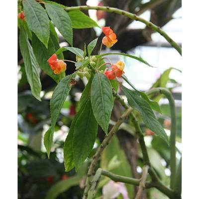 parrot plant leaves curling fix