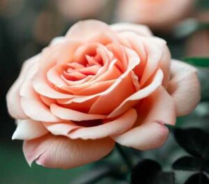 Peach Rose Meaning