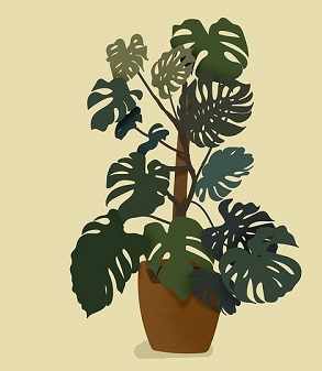 Monstera Plant Aerial Roots