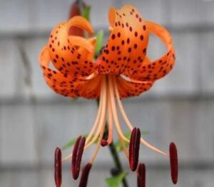 How Fast Do Tiger Lilies Spread?
