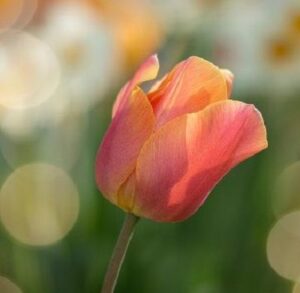 are tulips annual or perennial?