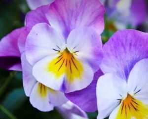 Will My Pansies Come Back Each Year?