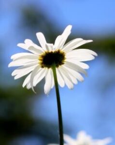 shasta daisy when to plant