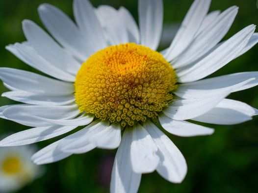 How to Grow, Plant and Care for the Shasta Daisy