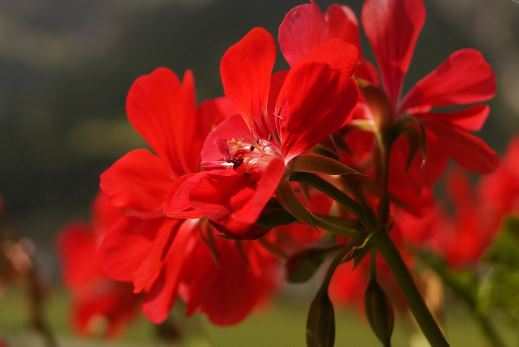 Are Geraniums Annuals or Perennials?