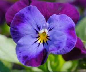 How to Plant, Grow, and Care for Pansy Flowers (Full Guide)