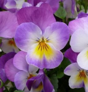 How to Make Pansies Bloom Again : 12 Easy Steps (Guide)