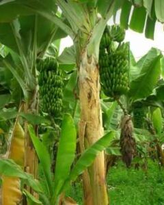 How to Bring a Banana Tree Back to Life?