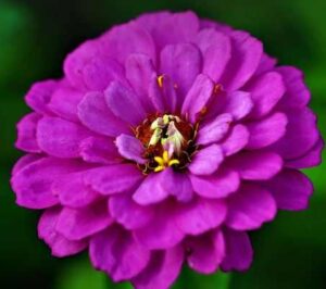 Are Zinnia Flowers Annuals or Perennials?
