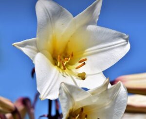 What Do White Lilies Symbolize? and meanings