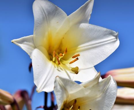 What Do White Lilies Symbolize? and meanings