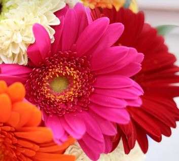 Are Gerbera Daisies Annuals or Perennials?