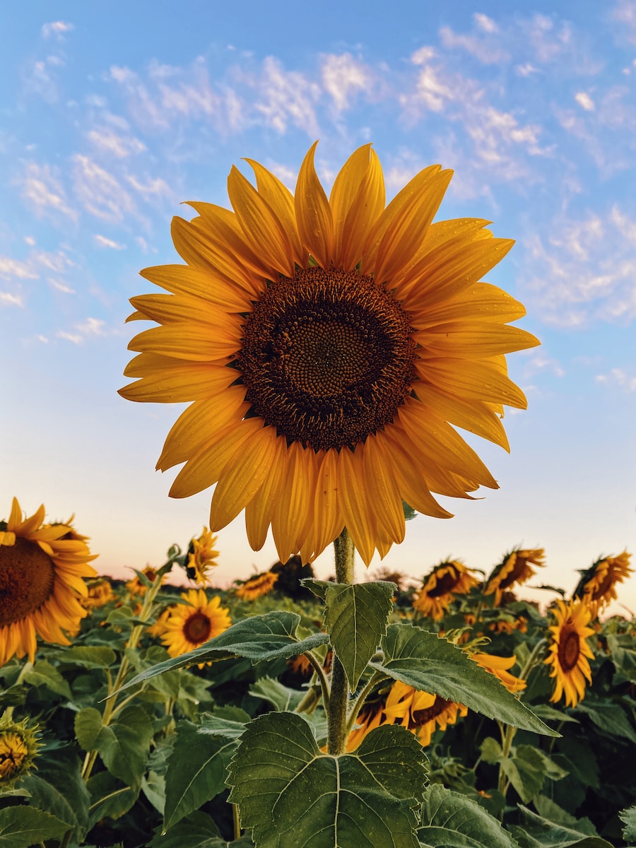 Sunflowers