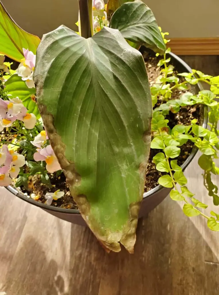 7 Reasons Behind Canna Lily Leaves Turning Brown (& How to Fix)