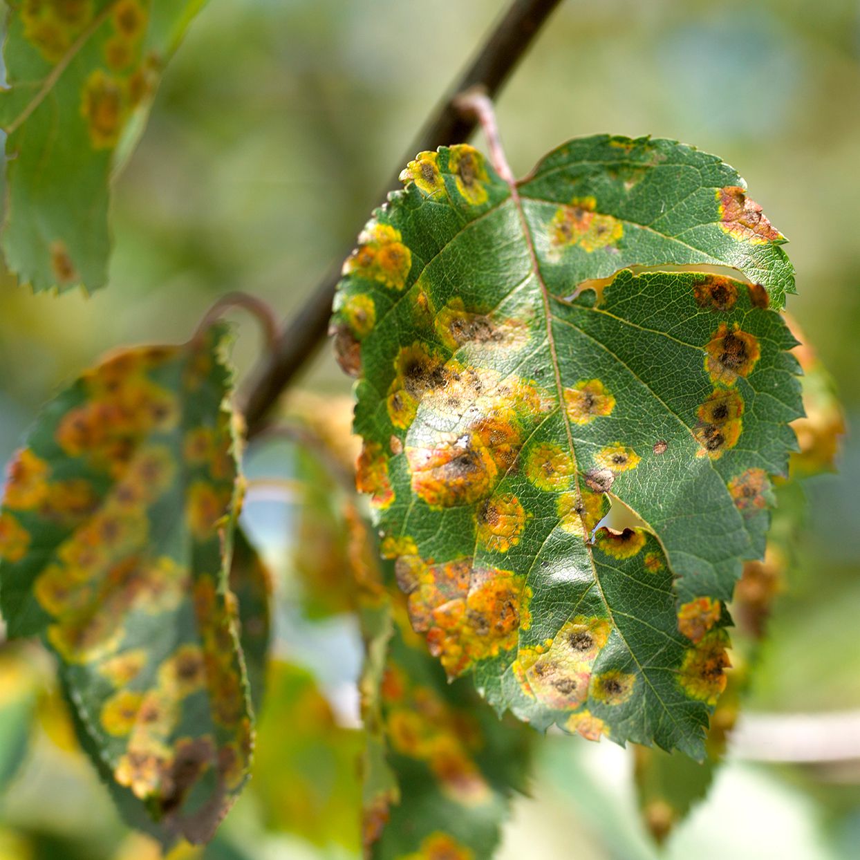 8 Reasons Your Apple Tree Has Brown Leaves ( & How to Fix)