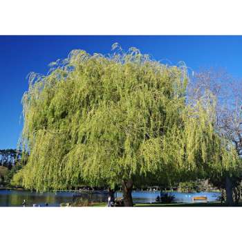 Weeping Willow Tree Texas