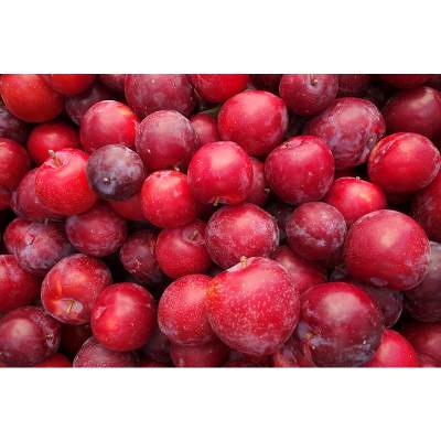 Cherry Plums Uses And Recipes