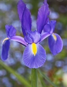 Iris flower Meaning