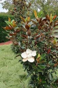 Southern magnolia 2