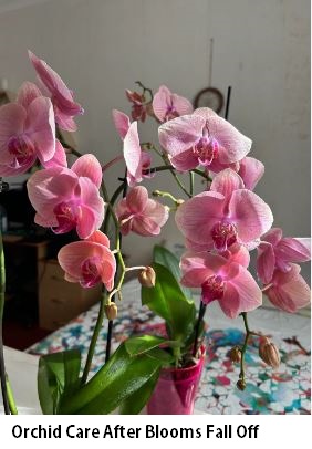 what to do after orchid blooms fall off