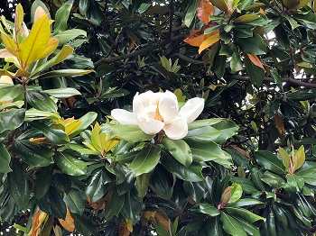 Southern Magnolia Trees size