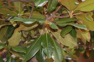 How Messy Are Southern Magnolia Trees?