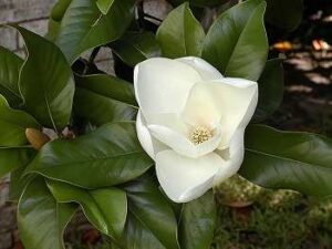 Southern magnolia 1