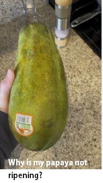 Why is my papaya not ripening