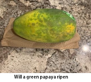 Will a green papaya ripen