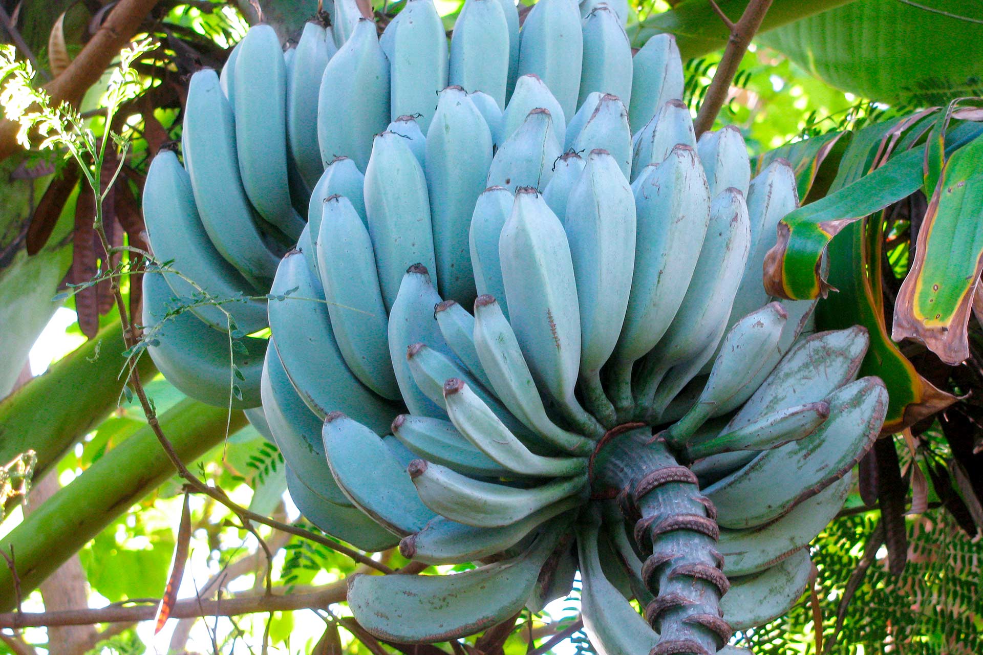 All About Blue Java Banana Tree: A Flavored Vanilla Video Guide
