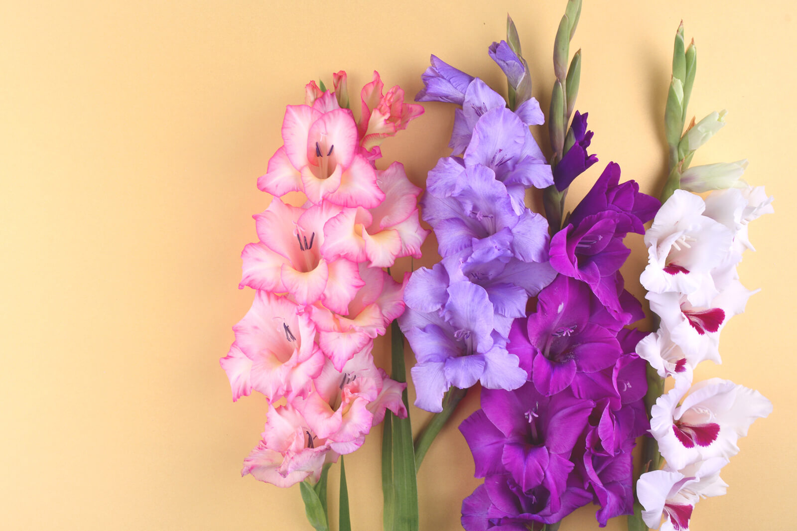August Birth Flowers: Gladiolus And Poppy (Meanings)