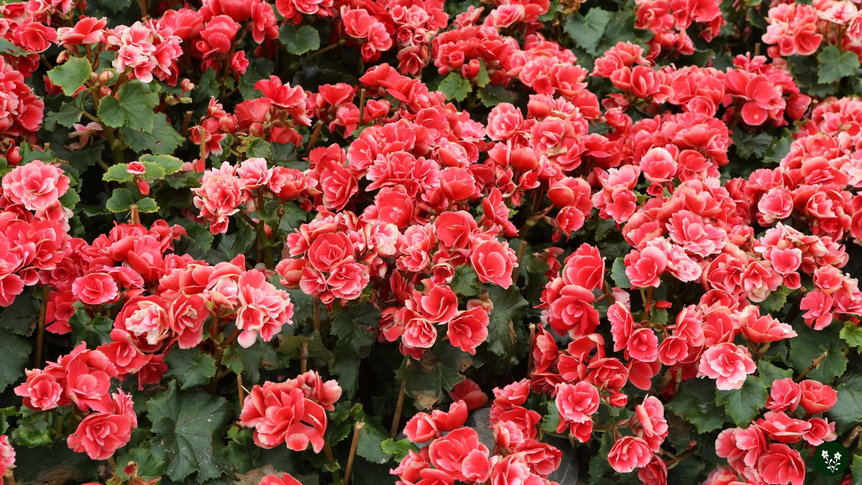Begonia Flower - Meaning, Symbolism, Colors & What Special About It
