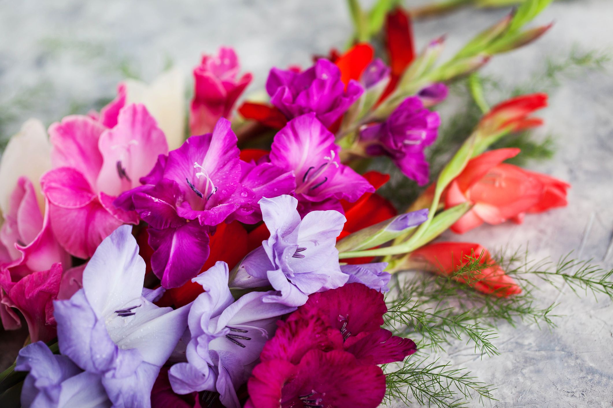 Birth Month Flowers: What Is My Birth Flower? (Meanings)