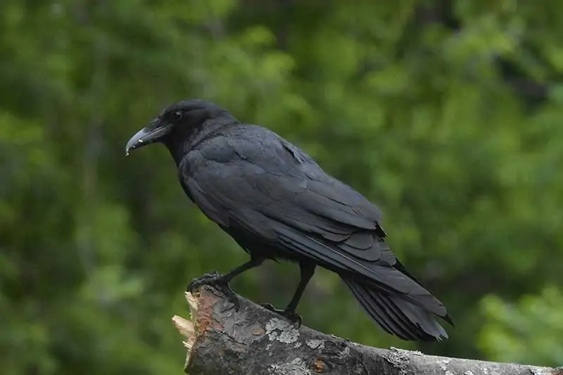 Black Raven Spiritual Meaning
