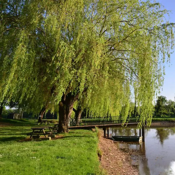Black Willow Vs Weeping Willow