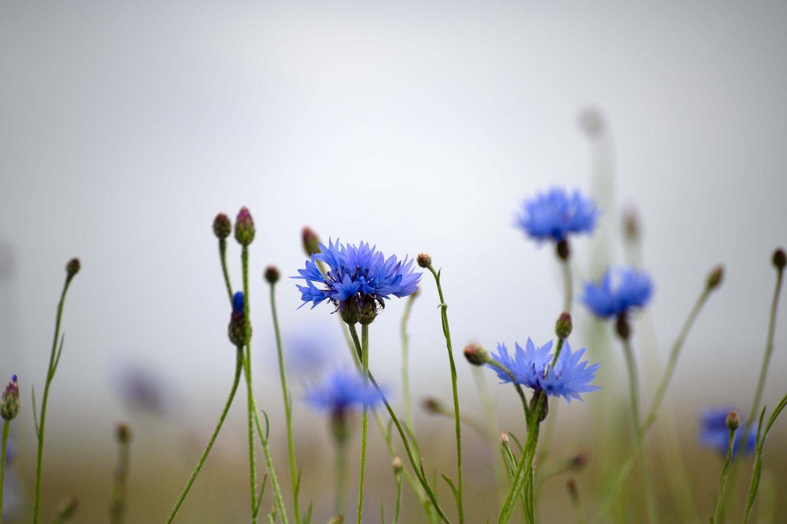 Cornflower