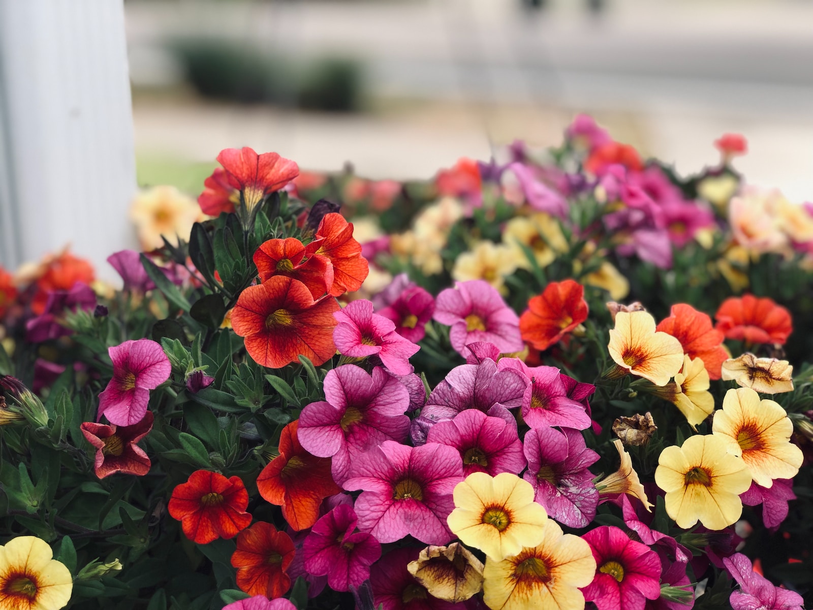selective focus photography of multicolored flowers
