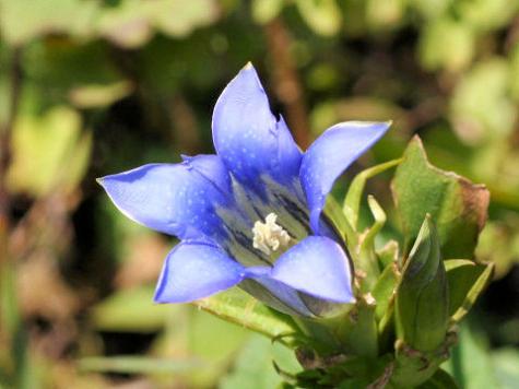 Gentian Flower Meaning