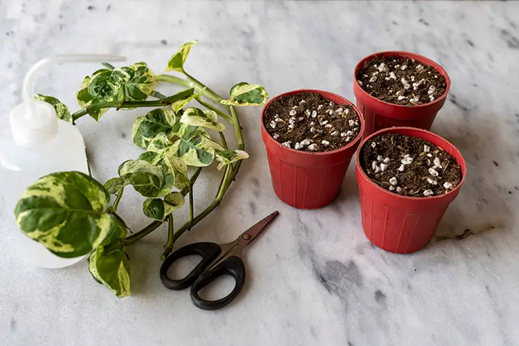 Golden Pothos Propagation