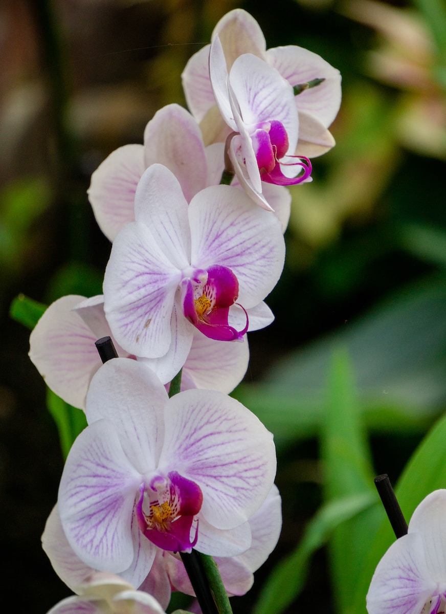 Phalaenopsis Orchids