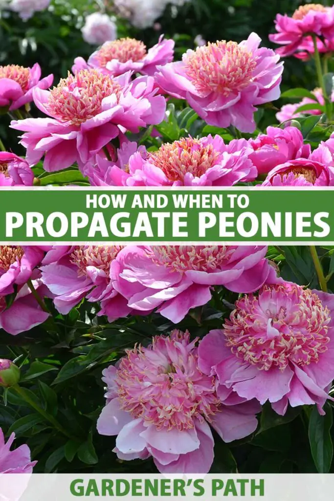 How to Divide And Transplant Peonies (Propagation Guide)