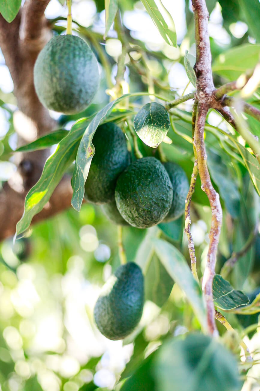 Is an Avocado a Fruit Or Vegetable | Lotusmagus