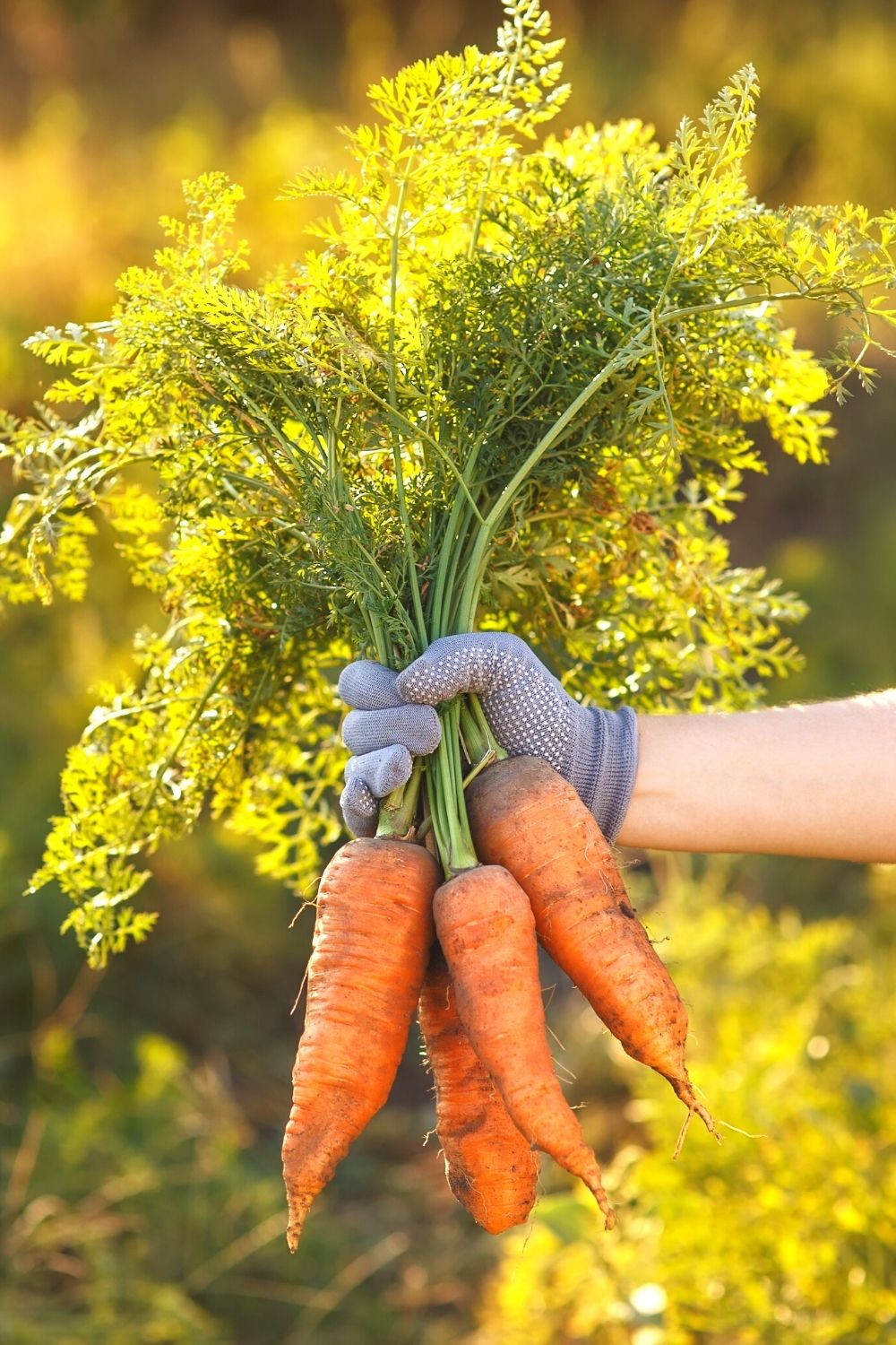 Is Carrot a Fruit Or Vegetable | Lotusmagus