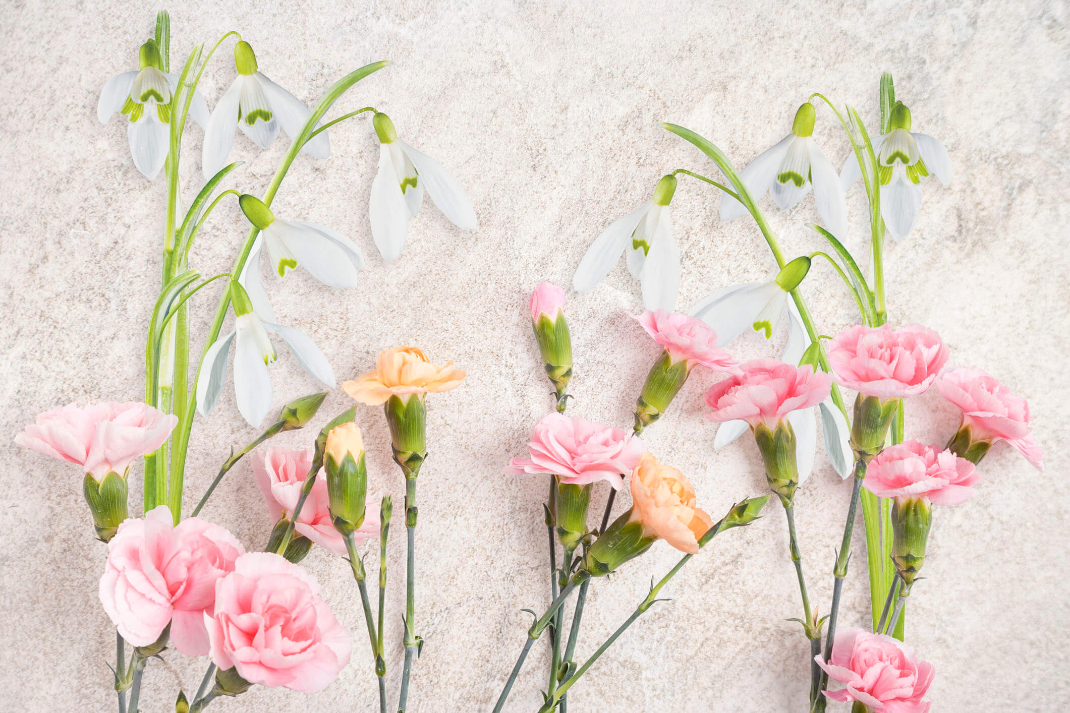 January Birth Flower: Snowdrops in Frosty Beauty (Meanings)