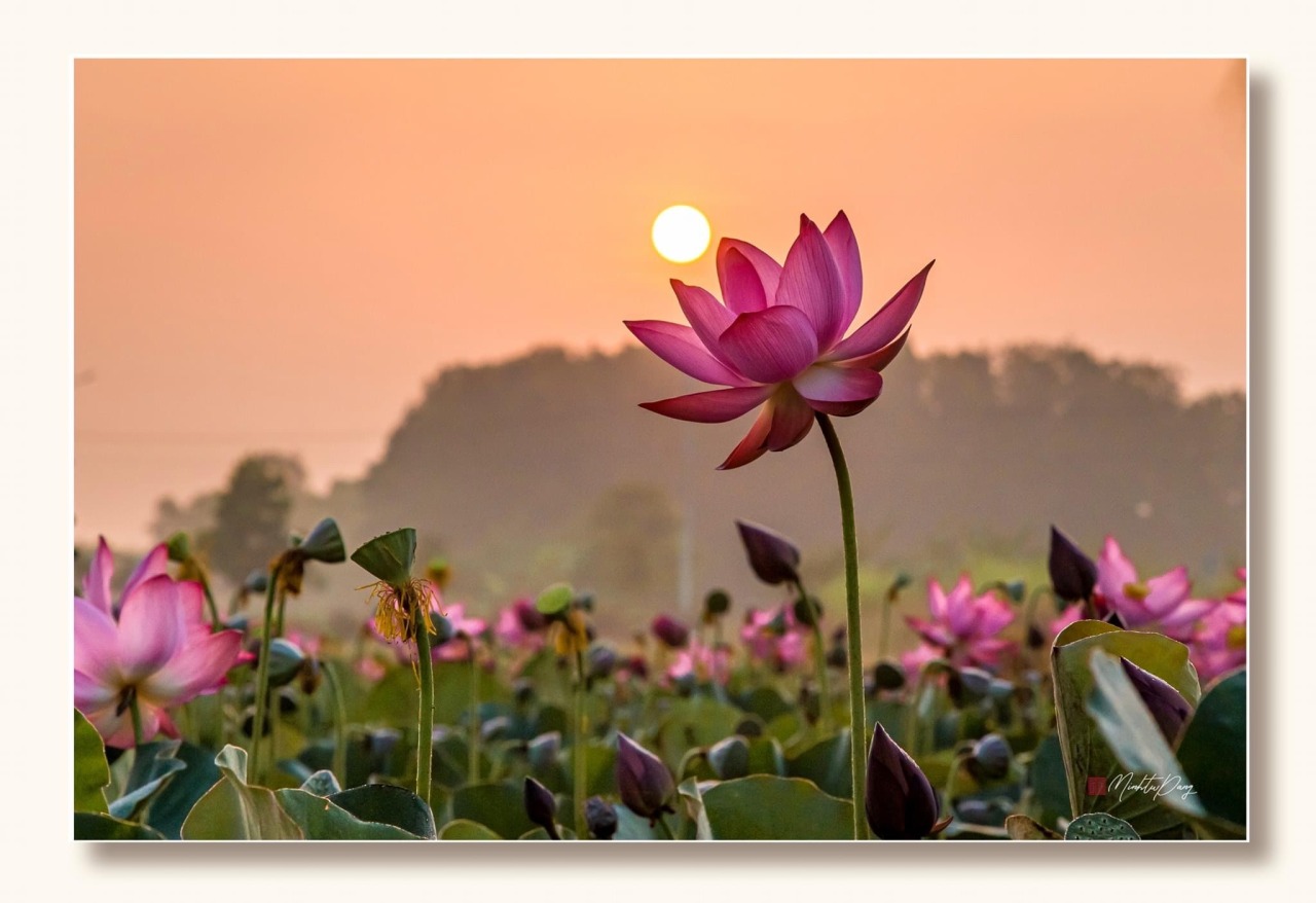 Lotus Flower Vs Water Lily