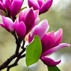 Magnolia flower