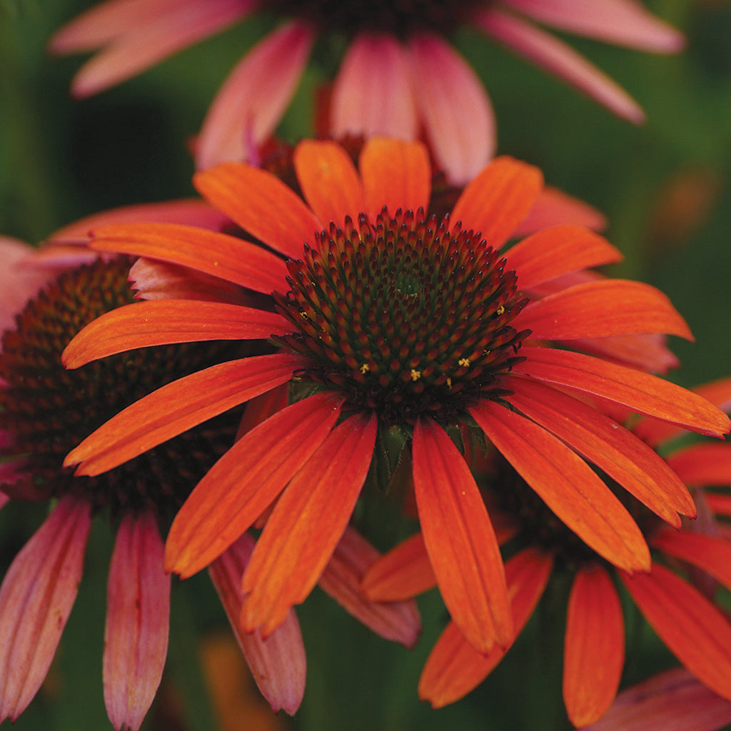 Orange Daisy Flower Captivating Beauty in Vibrant Shades