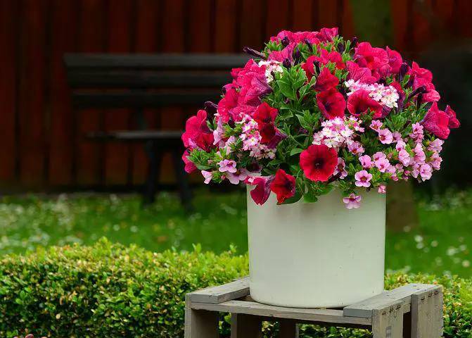 Petunia Flower - Meaning, Symbolism, Colors & What Special About It